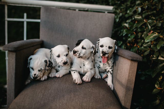 Booked by a Bark: How SMS Keeps Pet Daycare Schedules Full and Owners in the Loop